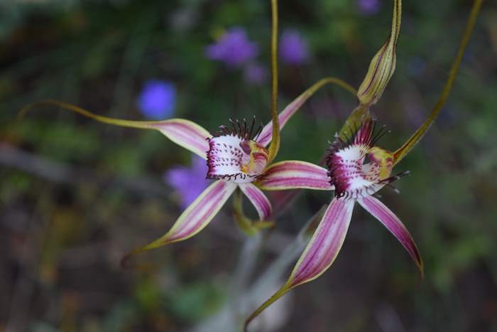 Caladenia - Orchid-spider-0060.JPG